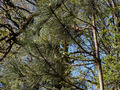 Pinus jeffreyi IMG_3867 Sosna Jeffreya